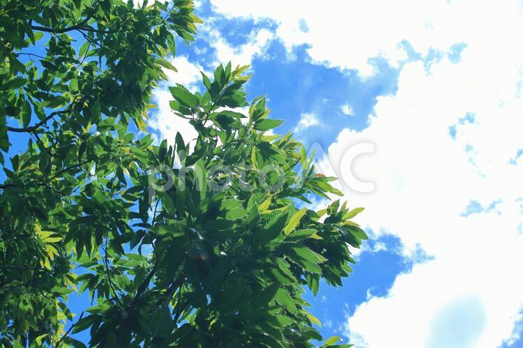 初夏の日差し 日差し,初夏,空の写真素材