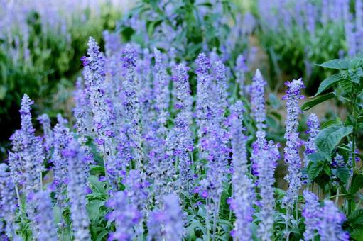 ブルーサルビアの写真