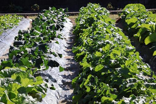緑の菜っ葉の野菜の栽培された畑の風景 緑,菜っ葉,野菜の写真素材