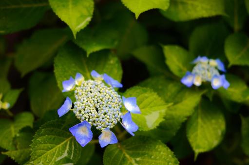 Hydrangea 2, JPG