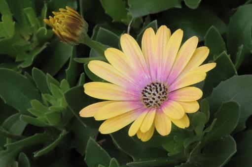 ケープカーガレットの花 ケープカーガレットの花の写真