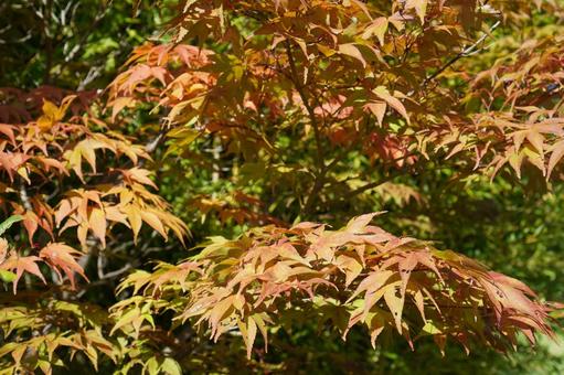 Photo, autumn leaves, maple, autumn, 