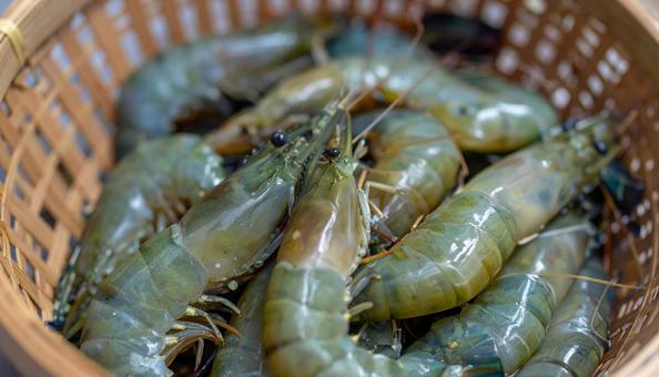 ざるに入れられた新鮮な海老 ざるに入れられた新鮮な海老の写真