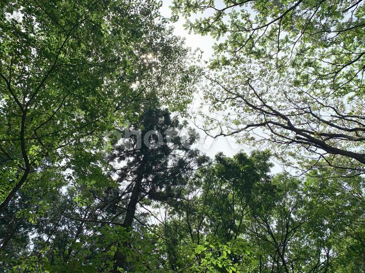 木陰から見える空　深い森 森,森の中,日差しの写真素材