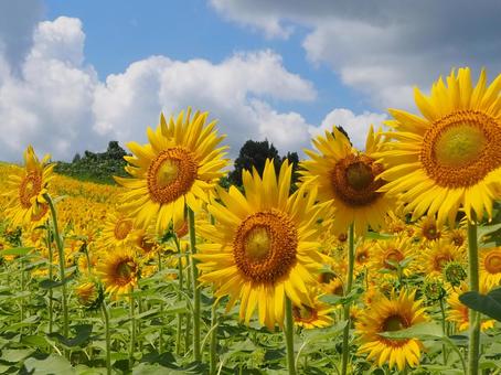 青空とひまわり 青空とひまわり ひまわり,晴れ,夏の写真素材
