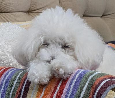 白トイプードル4 白トイプードル4の写真