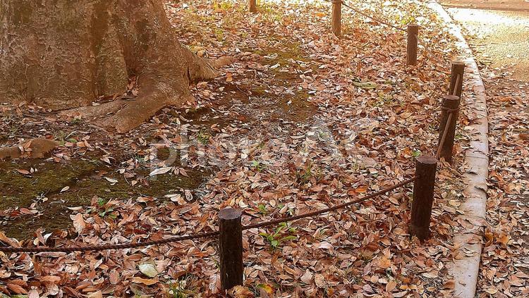 落ち葉 落葉,落ち葉,草地の写真素材