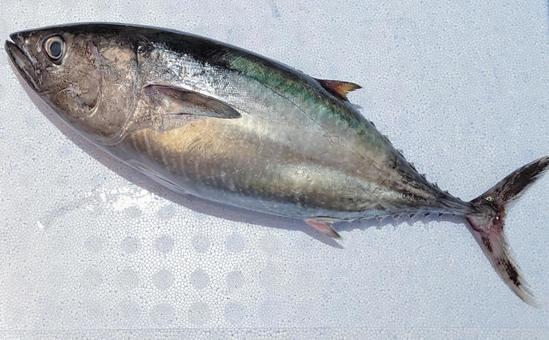 本マグロ　１尾 クロマグロ,魚,鮮魚の写真素材