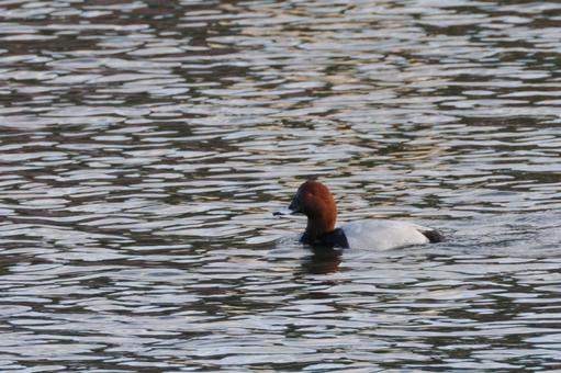 ホシハジロ⑹の写真