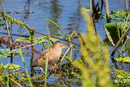 Photo, bird, yellow bittern, wild bird, 
