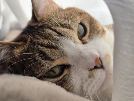まったりする猫の写真
