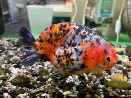 かわいいらんちゅう かわいいらんちゅう らんちゅう,蘭虫,金魚の写真素材