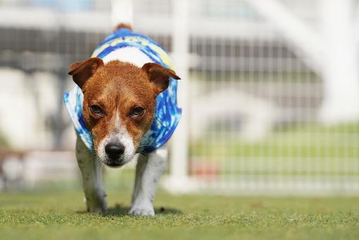 ドッグランのジャックラッセル ドッグランのジャックラッセル 犬,ジャックラッセル,ジャックラッセルテリアの写真素材