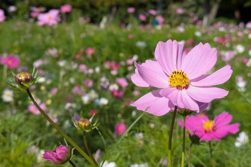 ピンク色のコスモスの花_01 コスモス,秋桜,花の写真素材