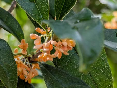 キンモクセイの花 金木犀,花,フラワーの写真素材