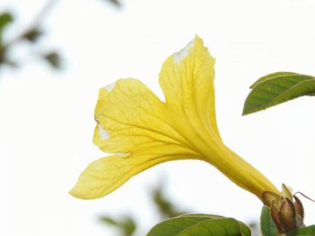 黄色いお花の写真