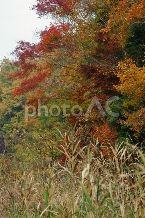 秋の鮮やかな紅葉の景色　散歩道 紅葉,赤,黄色の写真素材