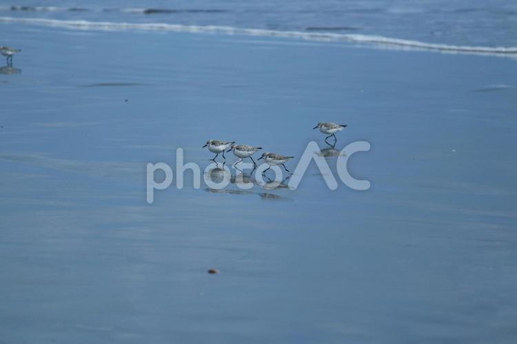 波打ち際を散歩する小さい鳥 鳥,海鳥,海の写真素材
