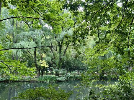 池のある風景 池のある風景の写真