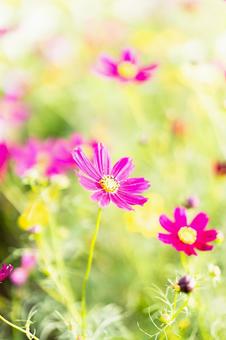 コスモス コスモスの写真