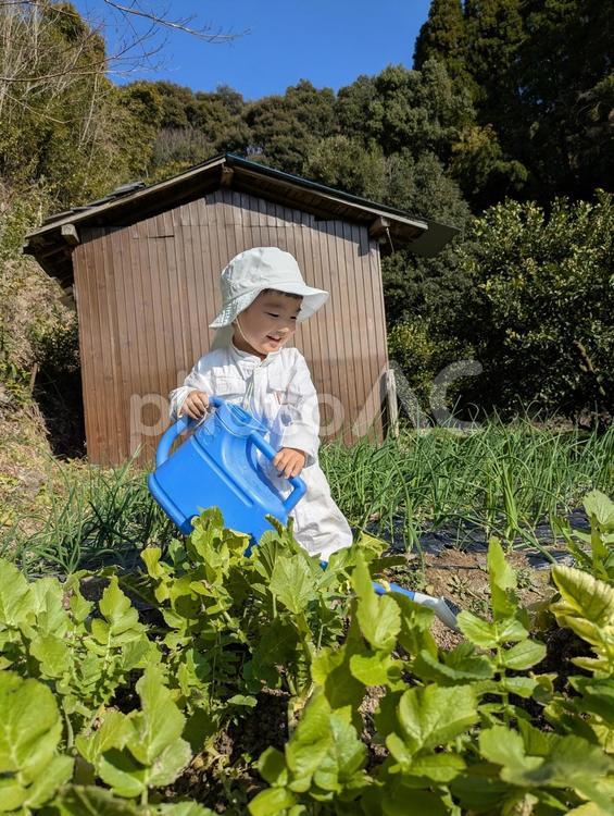 大根さん大きくなぁれ 庭,子ども,白い服の写真素材