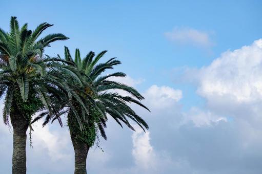 南国の空に伸びるヤシの木 南国の空に伸びるヤシの木の写真