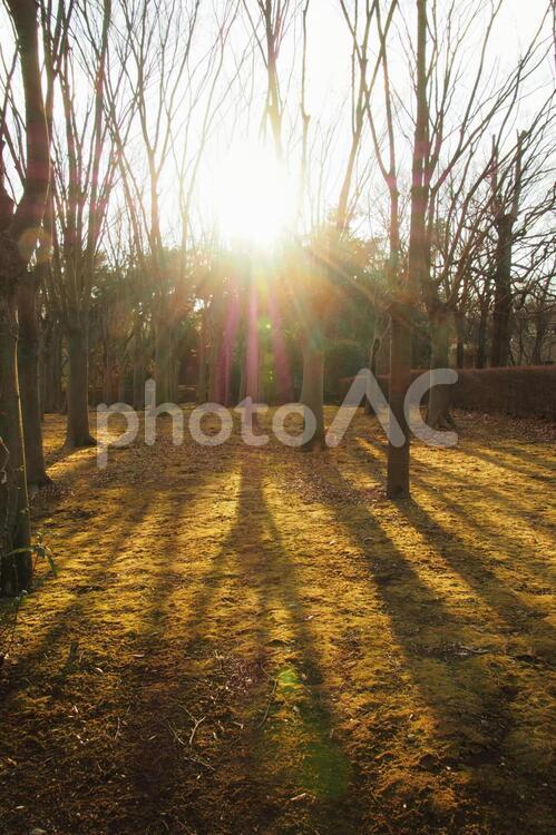 冬の木漏れ日 冬,木漏れ日,太陽の写真素材