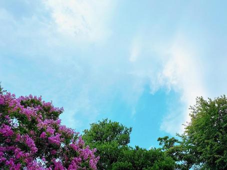 青空とサルスベリの花 青空とサルスベリの花の写真
