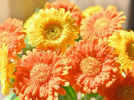 ガーベラ ガーベラ,黄色,オレンジの写真素材