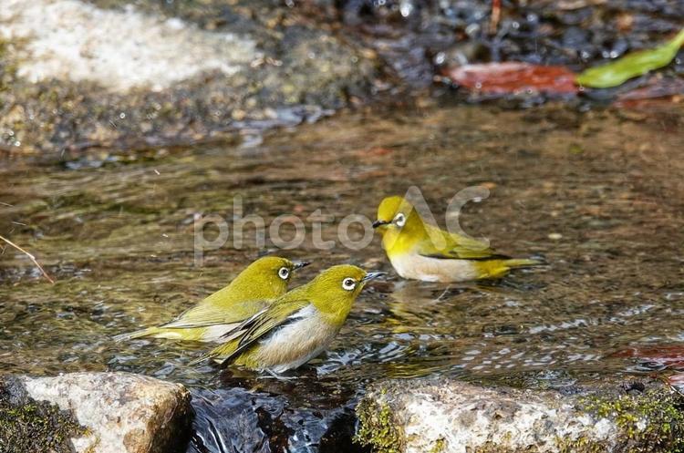 散歩の途中でこんにちは 動物,生き物,野鳥の写真素材