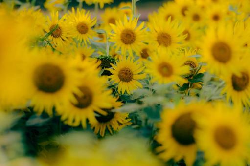 ひまわりいっぱい ひまわり,向日葵,夏の写真素材