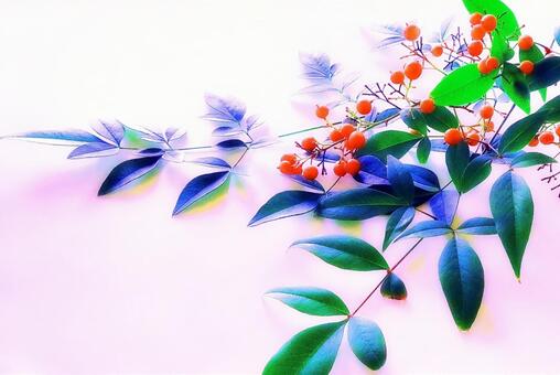 南天と陽光 南天,縁起物,赤い実の写真素材