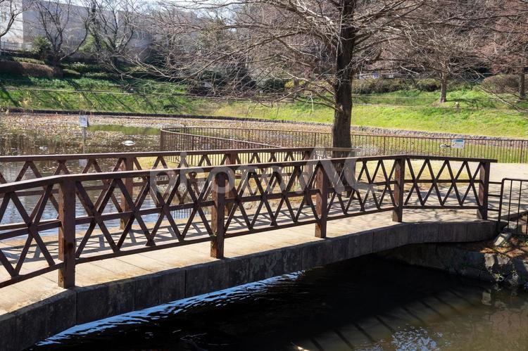 爽やかな公園の風景 公園,新鮮,散歩の写真素材