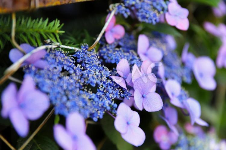 紫陽花 青,初夏,７月の写真素材