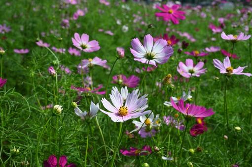 コスモス街道で撮ったコスモスの花 コスモス街道で撮ったコスモスの花の写真