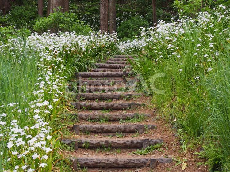 森の小径と階段 風景,日本,観光地の写真素材