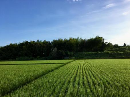 田園 田んぼ,田園風景,自然の写真素材