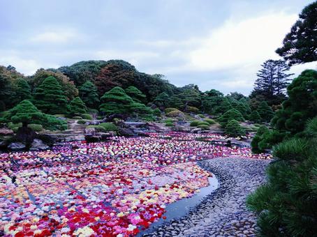 由志園ダリア池に浮かぶダリアの花 ダリアの花手水,由志園,庭園の写真素材