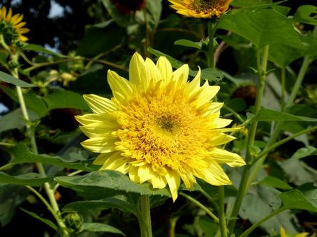花壇に咲くレモンイエローのヒマワリ ヒマワリ,花,植物の写真素材