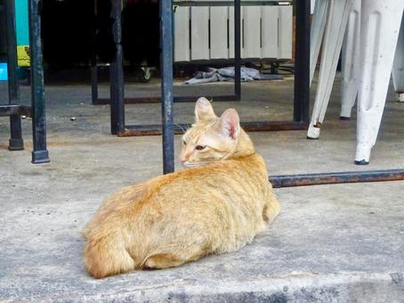 振り向く茶トラの野良猫 振り向く茶トラの野良猫の写真