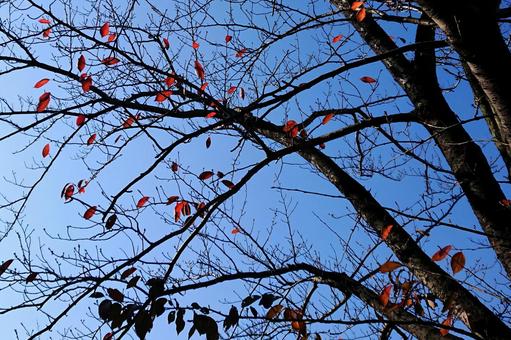 Blue sky and red dead leaves Blue sky and red dead leaves