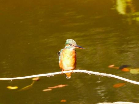 落ち葉が浮く水面の上のカワセミ3 カワセミ,鳥,鳥類の写真素材