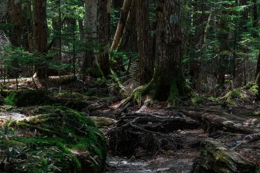 神秘的な森の風景 神秘的な森の風景の写真