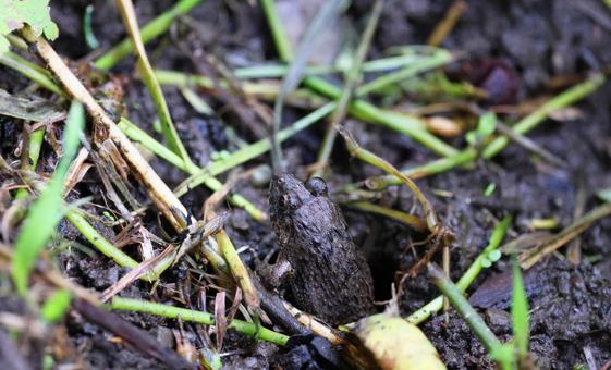 穴から顔を出したヌマガエル(後ろ姿) 穴から顔を出したヌマガエル(後ろ姿) ヌマガエル,蛙,田んぼの写真素材