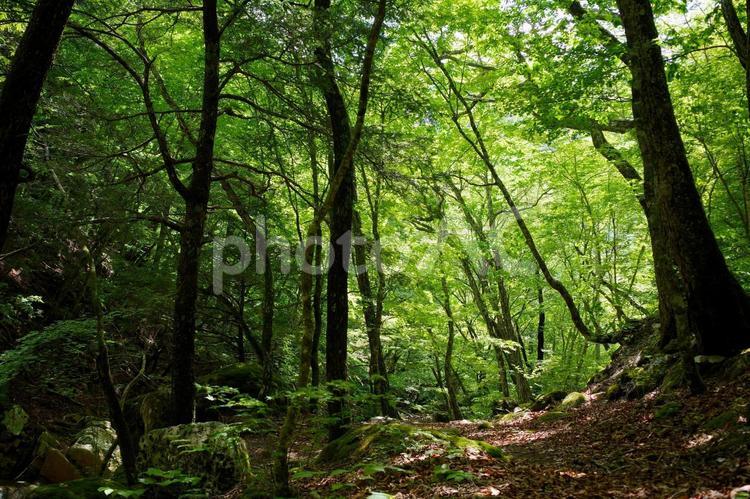 A mysterious forest landscape lit by the sun, JPG A mysterious forest landscape lit by the sun, woods, forest, forest, JPG