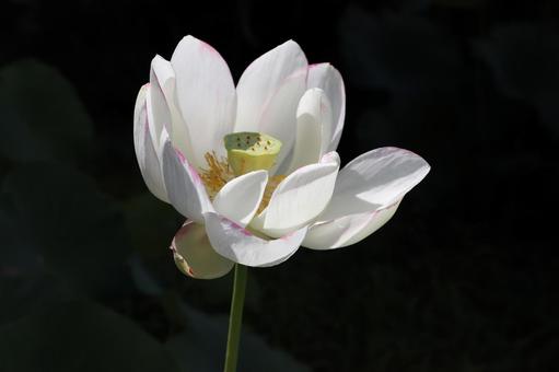 法金剛院 蓮の花 天竺蓮 法金剛院 蓮の花 天竺蓮の写真