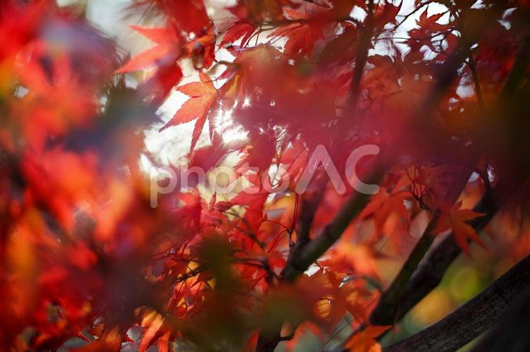 木漏れ日に透ける真紅のモミジ 秋,autumn,fallの写真素材