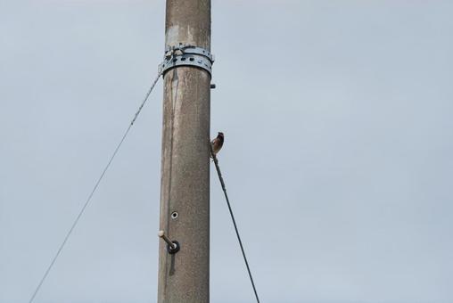 A starling looking around from behind a utility pole, starling, wild bird, bird, JPG