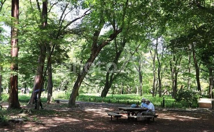 都心の新緑（神代植物公園） 自然,林,新緑の写真素材