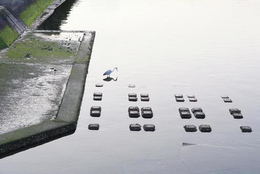 橋の上から見た川辺の鳥 橋の上から見た川辺の鳥 川辺,鳥,サギの写真素材